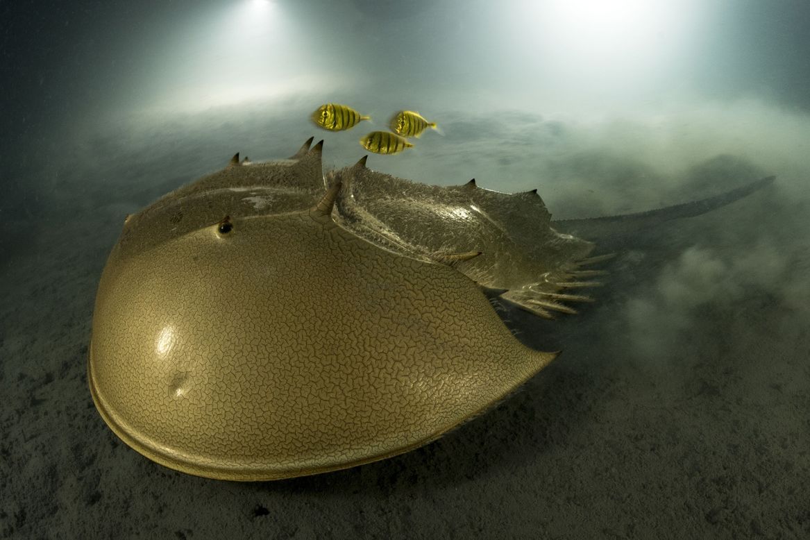 A photo of a tri-spine horseshoe crab moving slowly over mud with a trio of golden trevallies swimming above it won this year's Wildlife Photography of the Year award. It is the second time photographer Laurent Ballesta has won the title. <strong>Explore the gallery to see more photos from the 2023 awards.</strong>