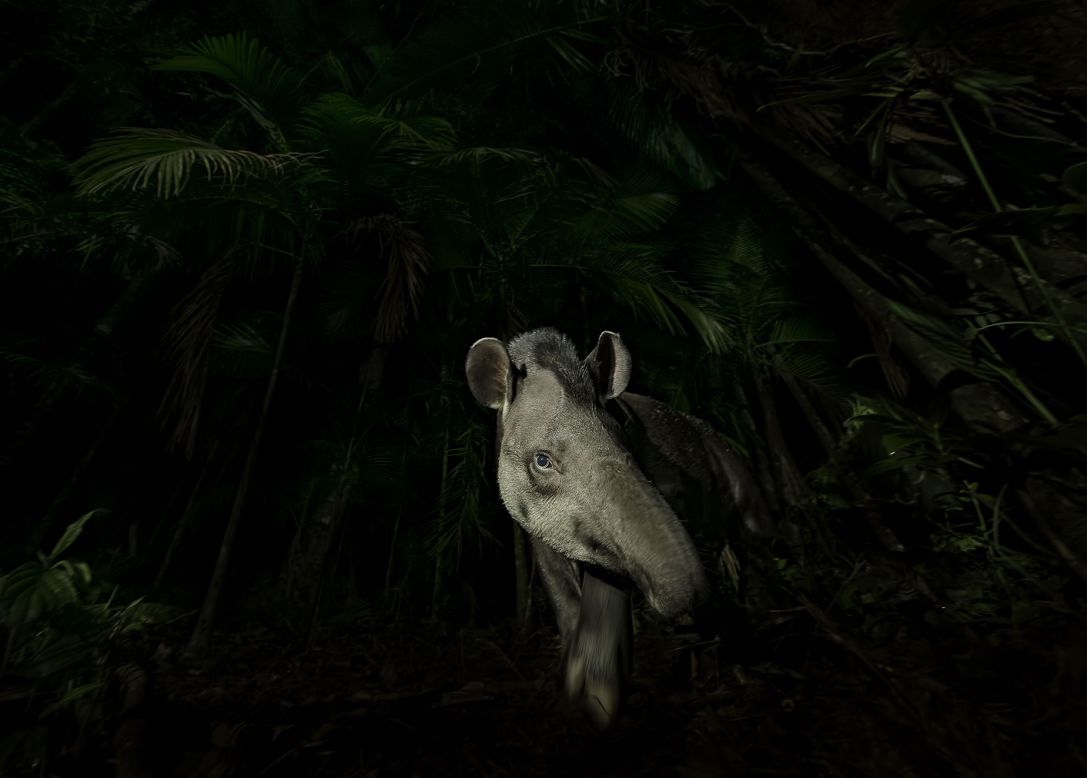 Vishnu Gopal photographed this lowland tapir stepping cautiously out of the Brazilian rainforest.