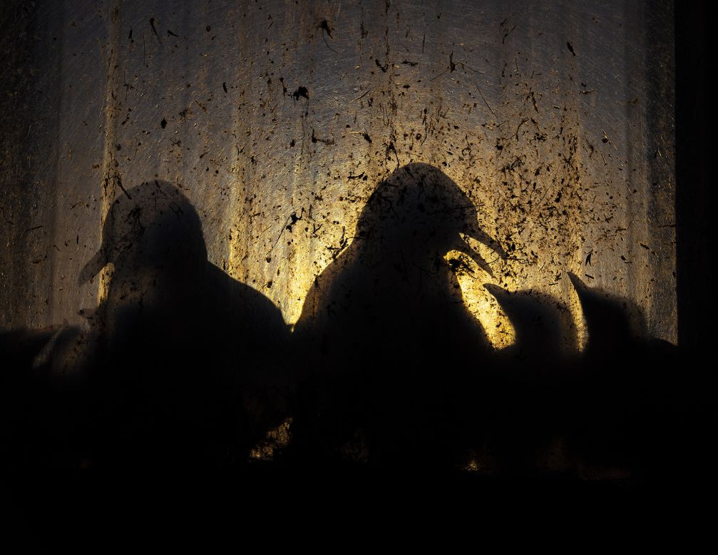 Knut-Sverre Horn photographs black-legged kittiwakes tending to their chicks on the windowsill of an abandoned factory in Vardø, Troms og Finnmark, Norway.