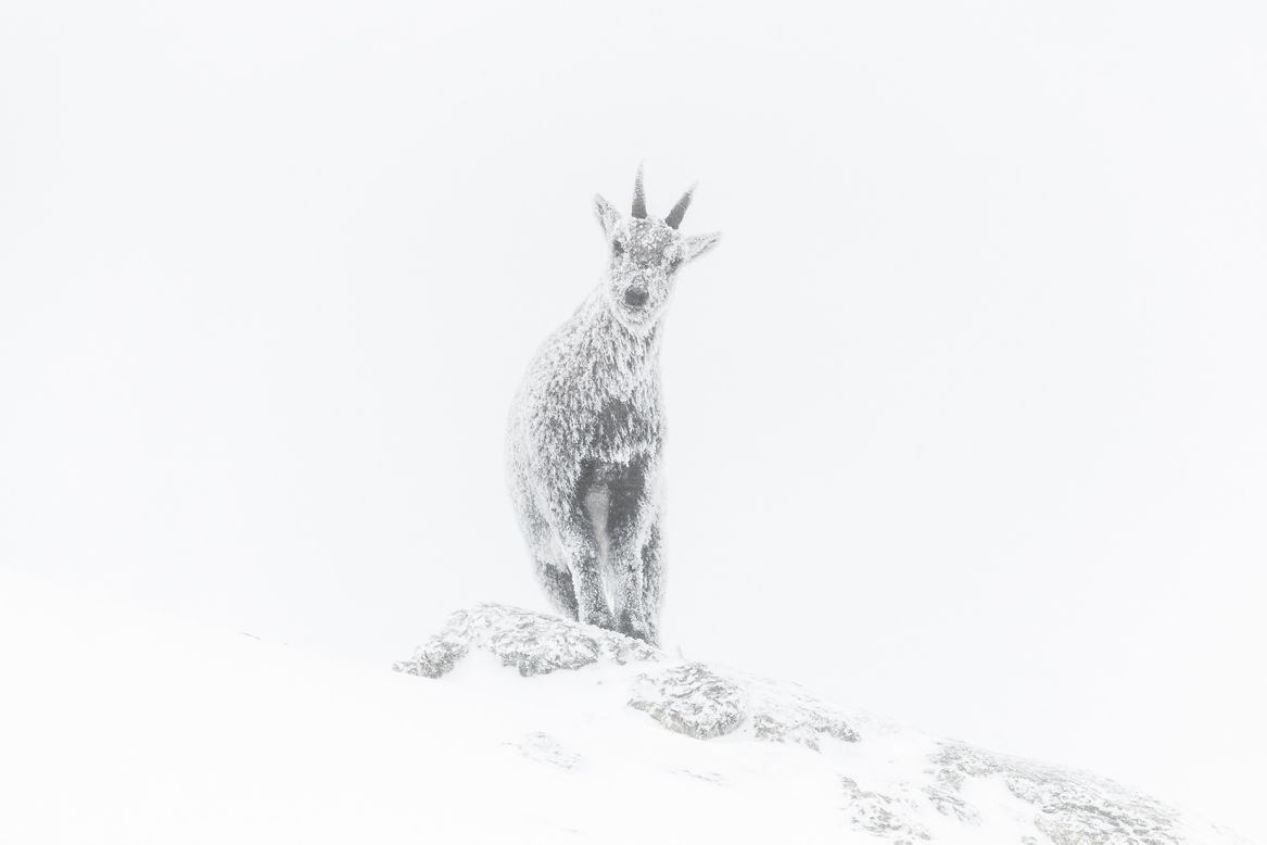 A portrait of an icy ibex, taken by Luca Melcarne in the French Alps.