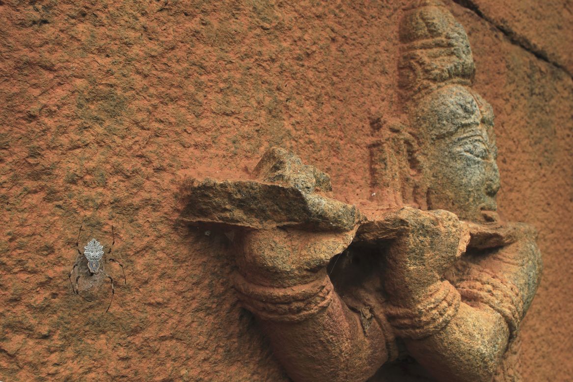 Vihaan Talya Vikas captured this image of an ornamental tree trunk spider beside a carving of the Hindu god Krishna at the Nallur Heritage Tamarind Grove, Karnataka, India.