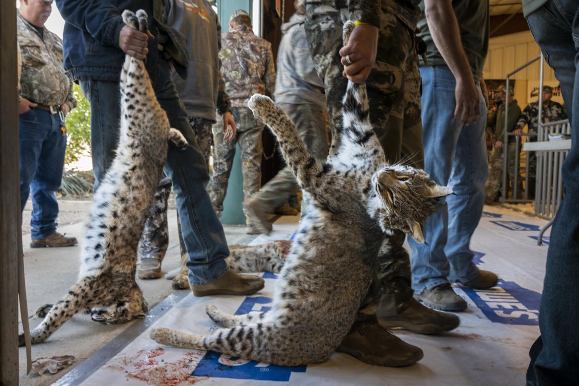 A photograph by Karine Aigner shows contestants lining up to have their bobcats weighed at the 2022 West Texas Big Bobcat Contest.  
