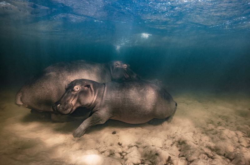 Wildlife Photographer Of The Year 2023 The Winning Images CNN   231010083932 01 Wildlife Photographer Of The Year 2023 