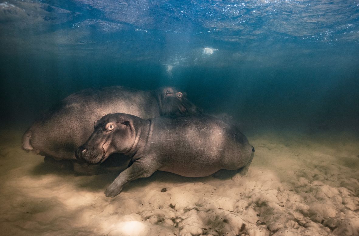 Mike Korostelev photographed a hippopotamus and her two offspring resting in the shallow clear-water lake in Kosi Bay, iSimangaliso Wetland Park, South Africa.