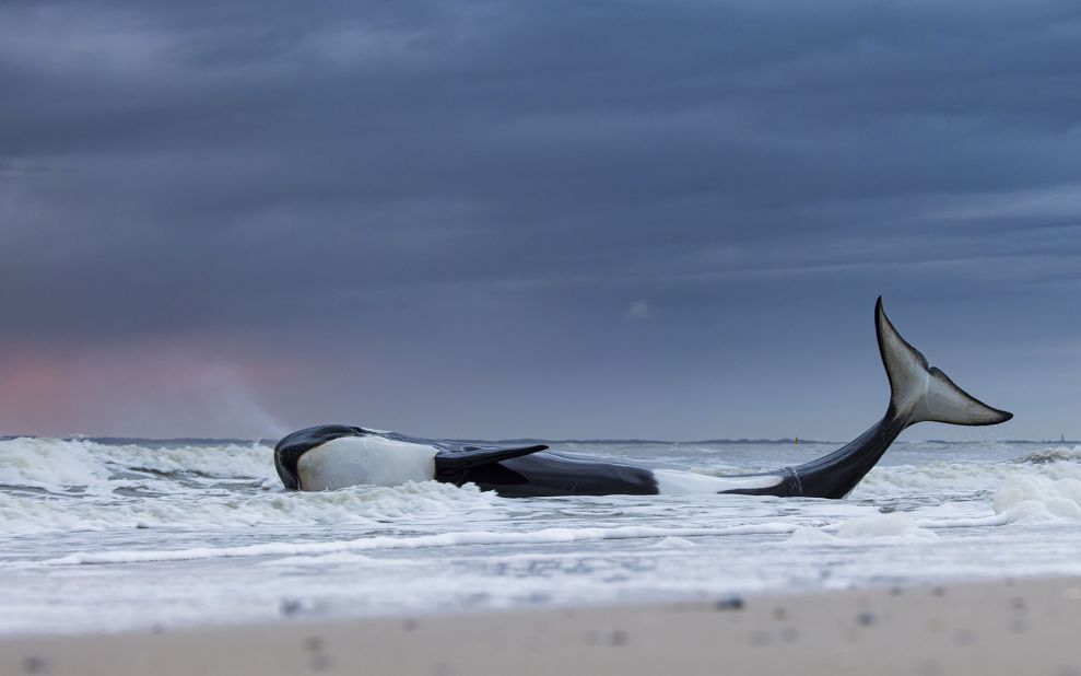 Lennart Verheuvel shows the final moments of a beached orca in Cadzand-Bad, Zeeland, the Netherlands. A study later revealed that the animal was severely malnourished and sick.