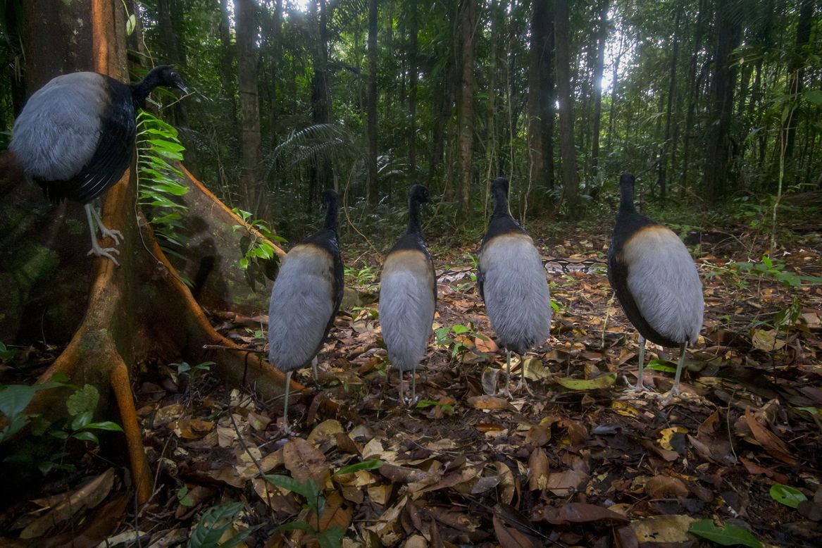 Five grey-winged trumpeters stand still as a boa constrictor slithers past. Hadrien Lalagüe captured the image on a camera trap set up in a forest in French Guiana. 