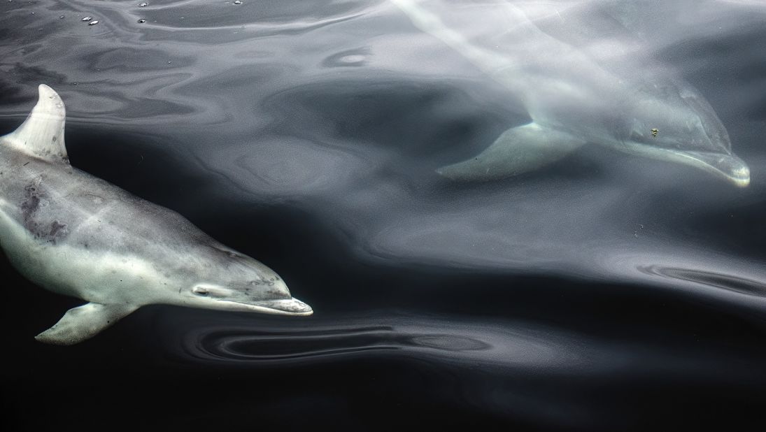 This pair of bottlenose dolphins were photographed off the west coast of Scotland by Ekaterina Bee.