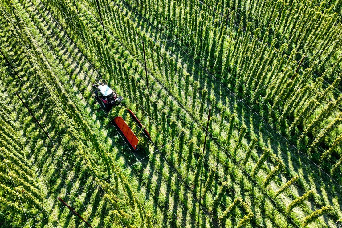 A tractor drives through a hop field in Germany.