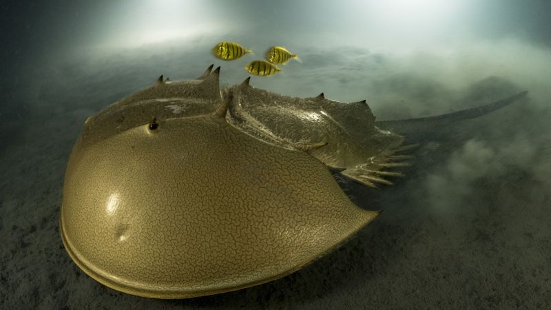 Hauntingly beautiful image of horseshoe crab wins Wildlife Photographer of the Year 2023 CNN Hauntingly beautiful image of horseshoe crab wins Wildlife Photographer of the Year 2023 CNN