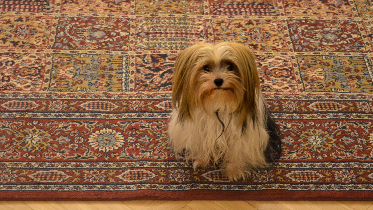 The Martynowskas' dog, Bonita, has a ring-side seat to the family's heated arguments.