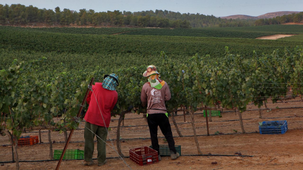Trabajadores tailandeses en un viñedo en el sur de Israel.