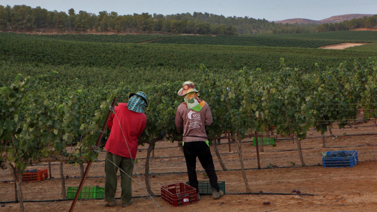 Thai workers at a vineyard in southern Israel.