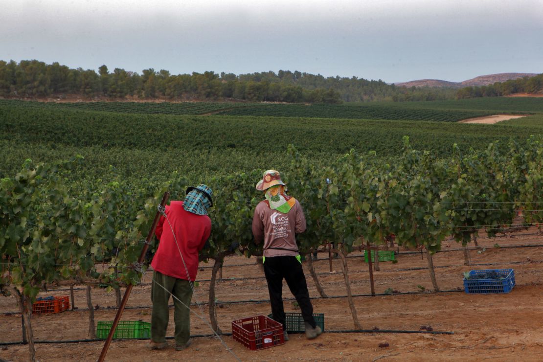 Thai workers at a vineyard in southern Israel.