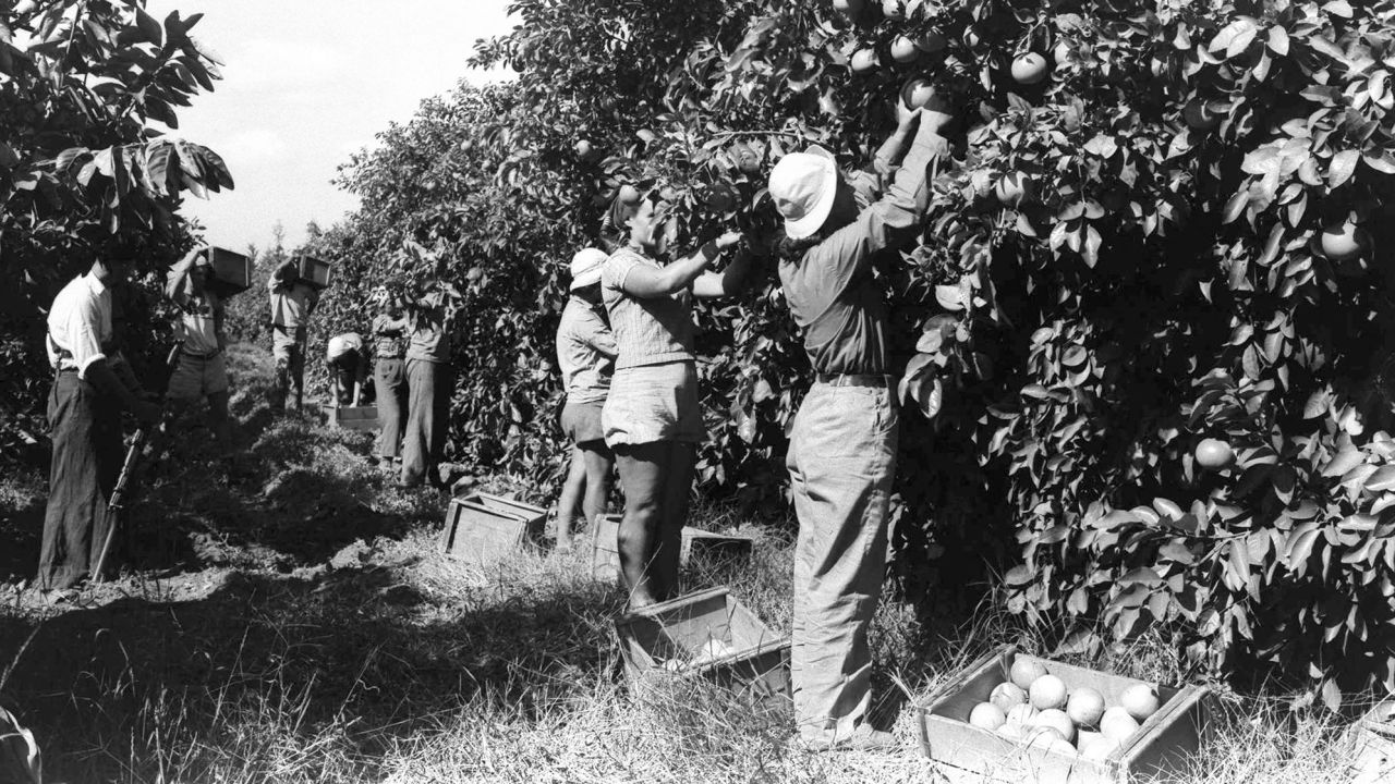 This July 1938 shows workers in the orange grove of the Na'an kibbutz.