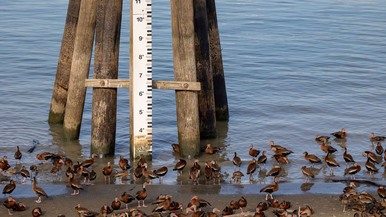 Whistling ducks gather near the Mississippi River gage at New Orleans on September 15, 2023. 