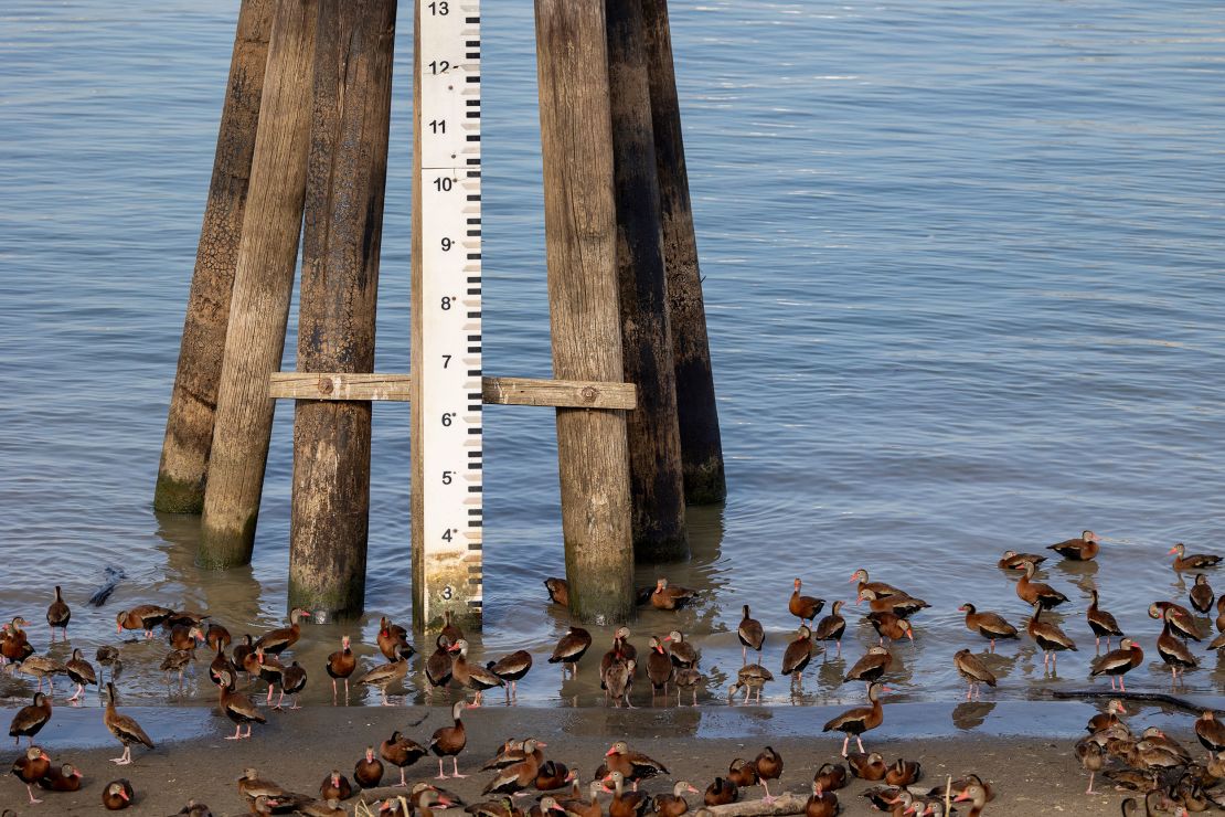 Whistling ducks gather near the Mississippi River gage at New Orleans on September 15, 2023. 
