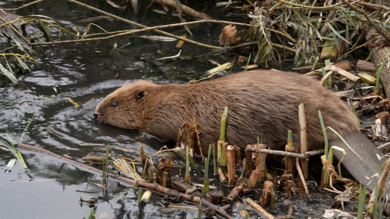 A family of beavers was released in Ealing, west London.