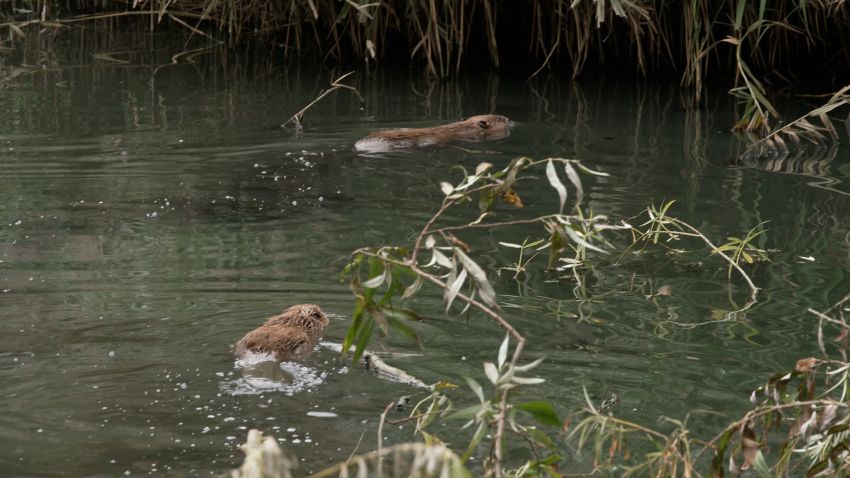 Ealing beavers swimming