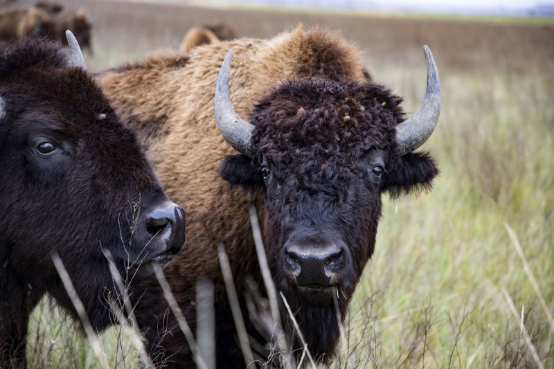 Ken Burns’ ‘The American Buffalo’ finds heartbreak and hope as it rides ...