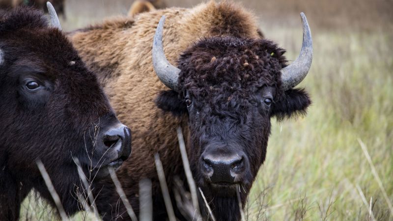 Ken Burns’ ‘The American Buffalo’ finds heartbreak and hope as it rides ...