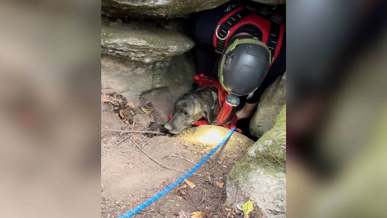 The dog spent three days trapped underground in the narrow cave before rescuers were able to reach him.