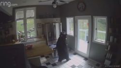 bear breaks into home and takes lasagna, affil video