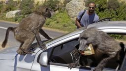 Tourists Alexandre Casias, center back, and Emilie Vachon, not in photo, from Montreal in Canada, have their car raided by Baboons, at Millers Point on the outskirts of Cape Town, South Africa, Wednesday, Oct 24, 2012. (AP Photo/Schalk van Zuydam)