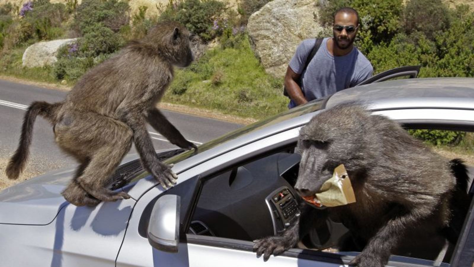 How Cape Town is learning to live with baboons