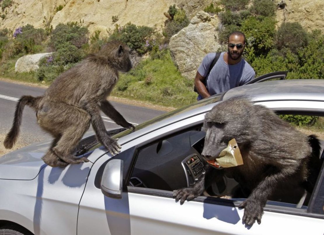 Baboons raid a tourist's car on the outskirts of Cape Town.