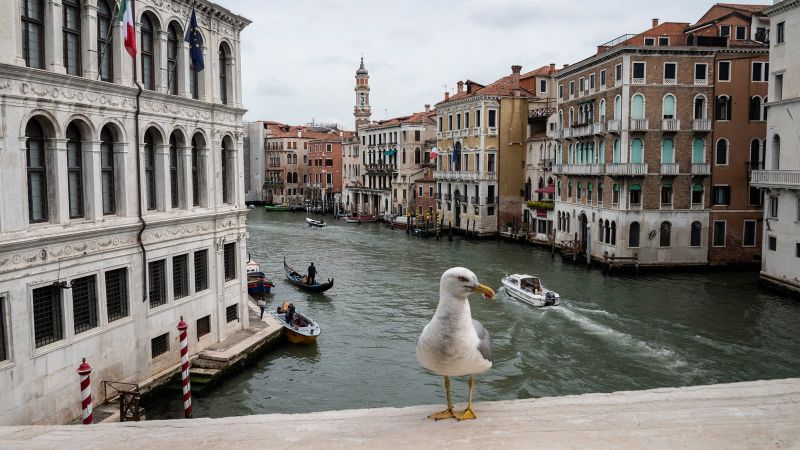 NextImg:Seagulls close Venice airport | CNN