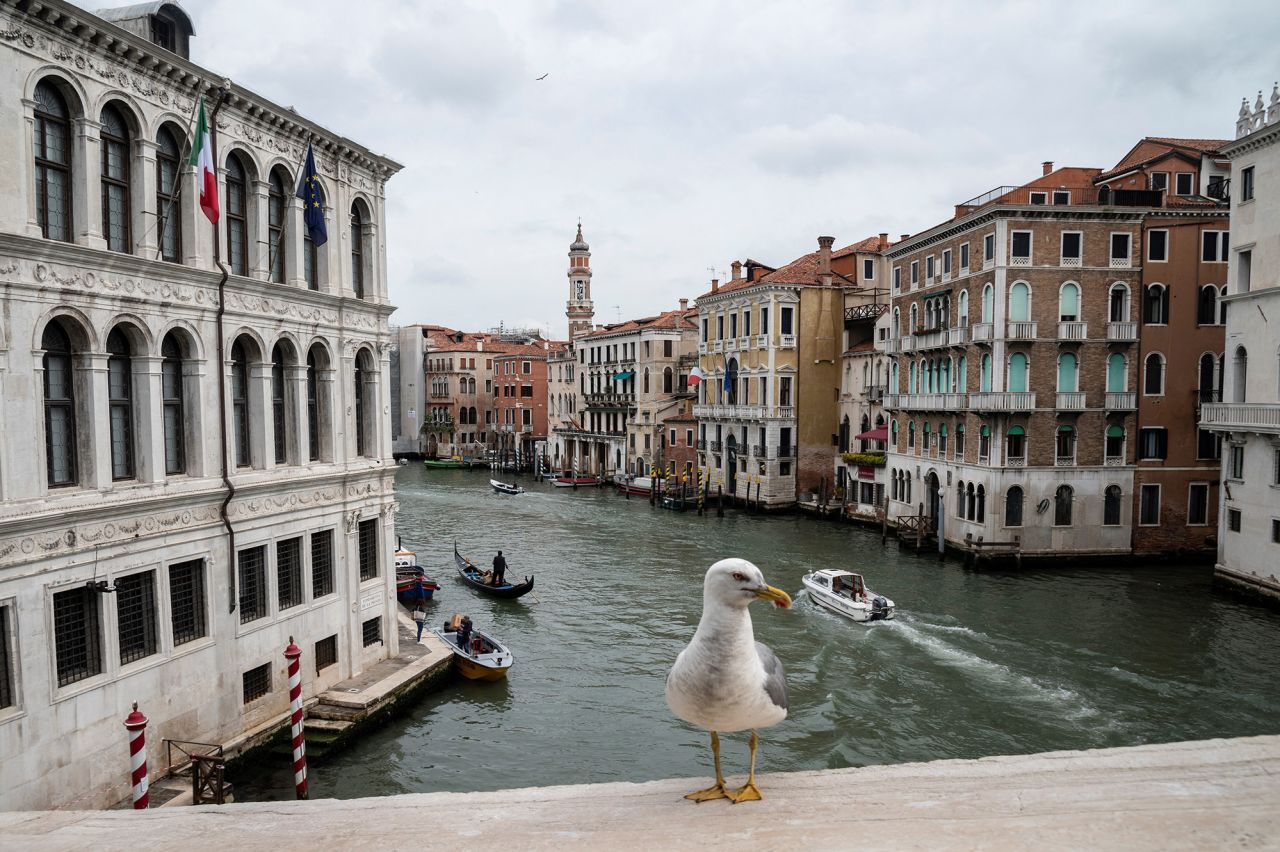 Чайките са известни с техните обири във Венеция. class=