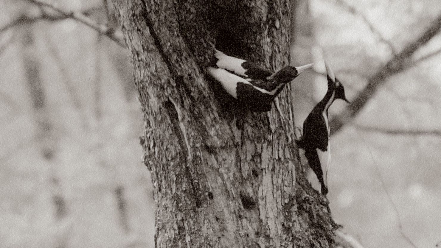 Ivory billed woodpeckers in Louisiana in 1935.