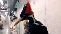 FILE - An ivory-billed woodpecker specimen is on a display at the California Academy of Sciences in San Francisco, Friday, Sept. 24, 2021. New video and photographs purporting to show ivory-billed woodpeckers flying in a Louisiana forest were published by researchers Thursday, May 18, 2023, as government officials said they will make a final decision on whether the birds are extinct by the end of the year. (AP Photo/Haven Daley, File)