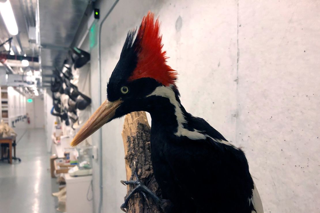 An ivory-billed woodpecker specimen on display at the California Academy of Sciences in 2021.