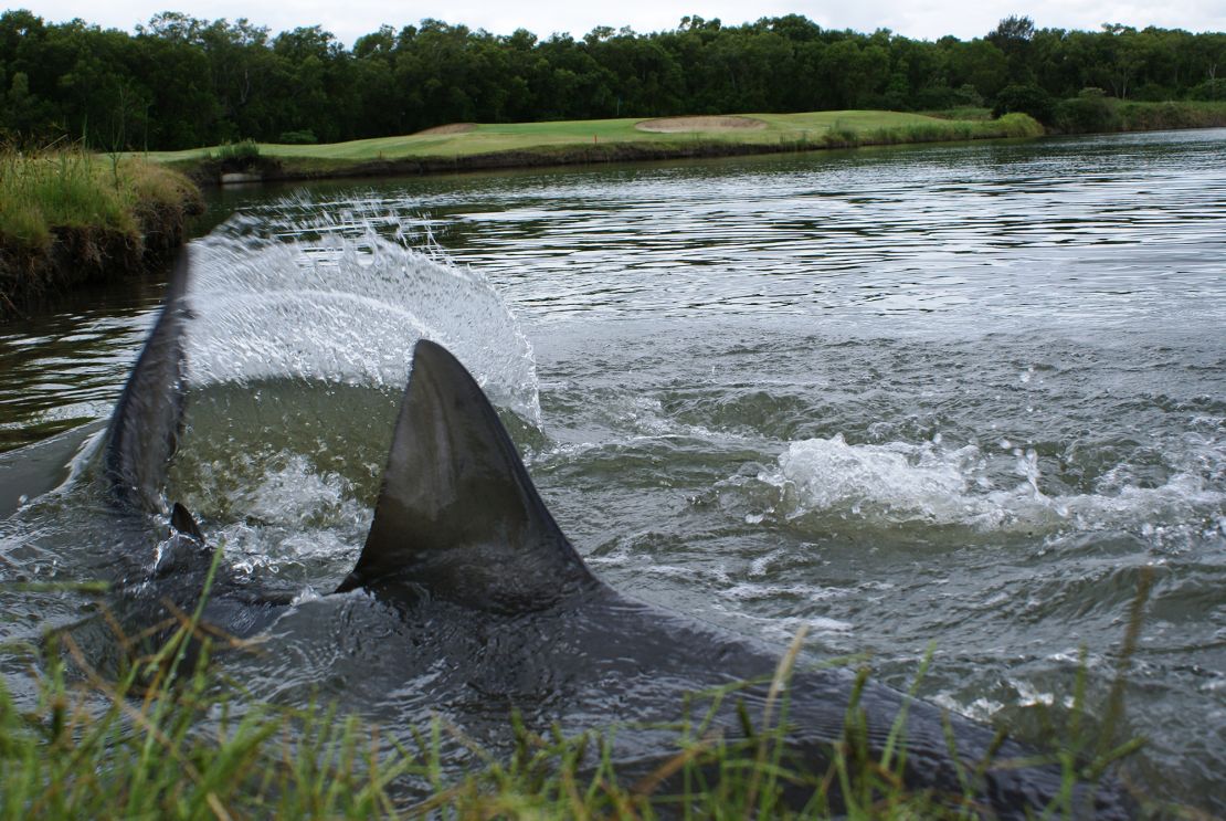 A bull shark splashes near the edge of a lake at Carbrook course in January 2012.