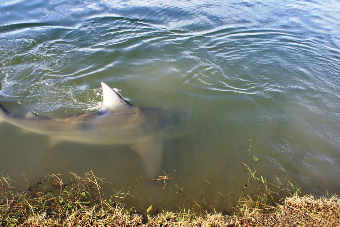 Carbrook golf club general manager Scott Wagstaff captured a bull shark swimming near the edge of a lake at the course in April 2011.