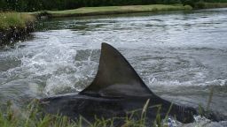 A bull shark swims close to the edge of a lake at Carbrook course in January 2012.