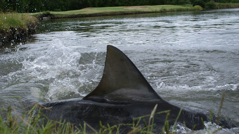 Six bull sharks inadvertently made their home on an Australian golf course. Then they vanished
