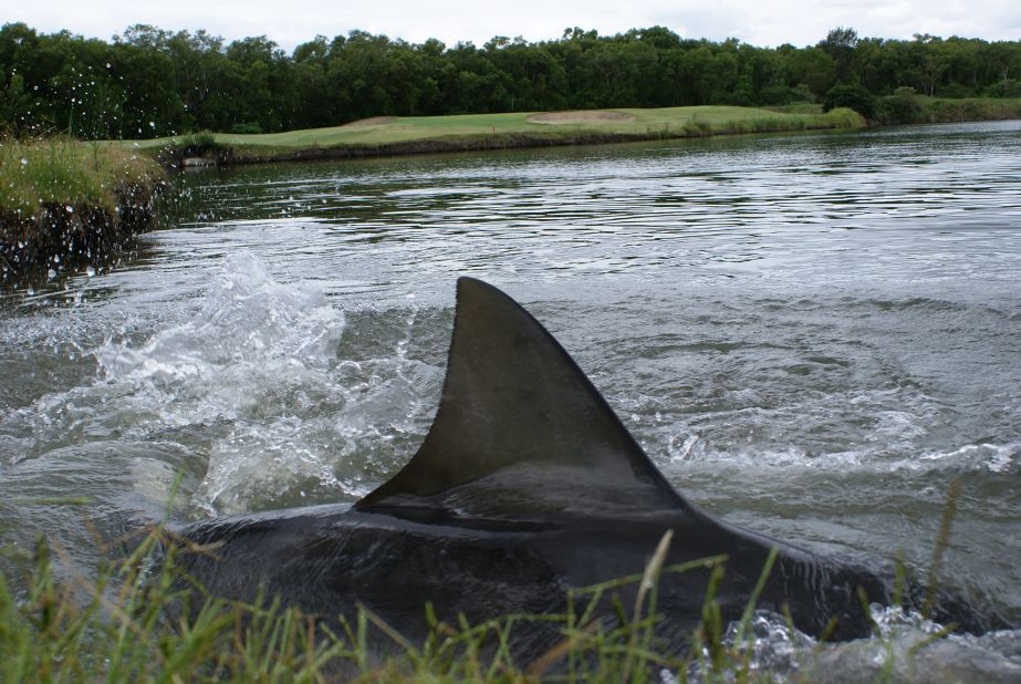After heavy flooding in the 1990s, six bull sharks crossed over from a nearby river into a lake at Carbrook Golf Club in Queensland, Australia, and remained at the course for almost 20 years. But they're not the only animals around the world that have enjoyed a front-row seat to golf action. <strong>Scroll through the photo gallery to see more.</strong>