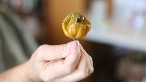 A Pepper X pepper is shown on Tuesday, Oct. 10, 2023, in Fort Mill, S.C. The pepper variety is now the hottest pepper in the world according to the Guinness Book of World Records (AP Photo/Jeffrey Collins)
