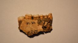 Early Europeans thrived on seaweed, study of dental plaque reveals