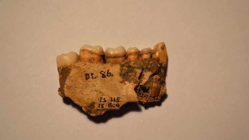 #Early Europeans thrived on seaweed, study of dental plaque reveals
