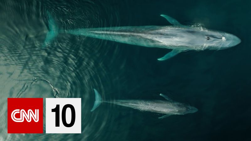 NextImg:Today's news in 10 minutes | CNN