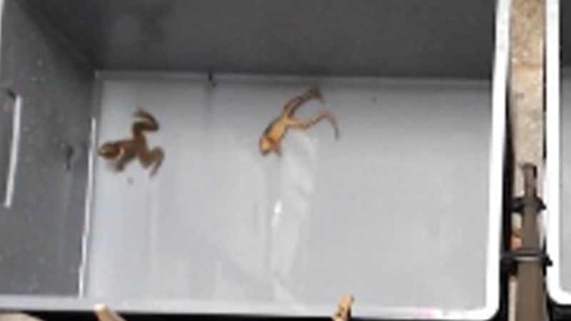 See the tactic female frogs use to turn down male advances