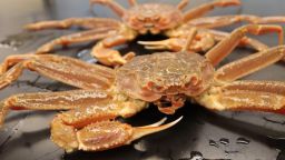 Bering Sea snow crab support a valuable commercial fishery.