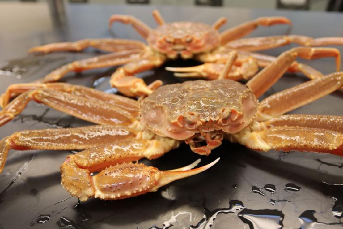 Scientists believe the crabs likely starved to death. Fish like Pacific cod likely swooped into the warmer water to feed on what was left.
