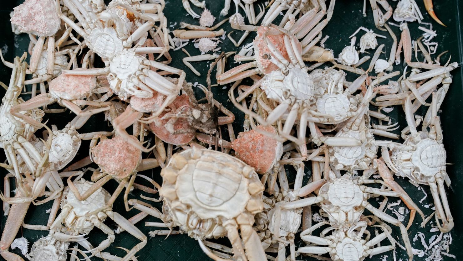 Molts and shells from snow crab sit on a table in June at the Alaska Fisheries Science Center in Kodiak, Alaska.