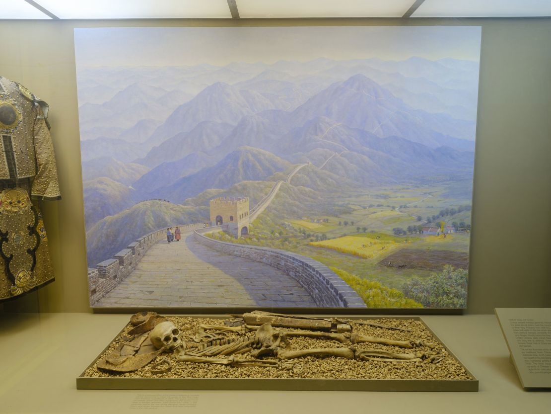 A complete human skeleton is exhibited in a reconstruction of the burial of a warrior from Mongolia in about 1000 CE.