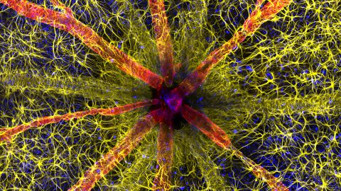 Australian diabetes researchers Hassanain Qambari and Jayden Dickson captured the optic nerve head of a rodent in a web of color.