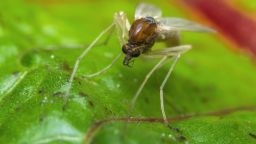 Close up macro of small sand fly gnat on green leaf